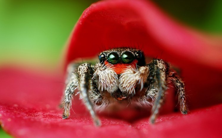 Spider Theme screenshot #12