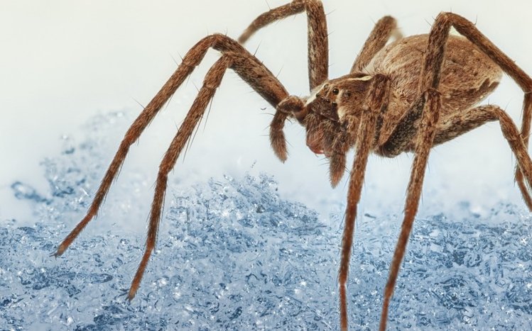 Spider Theme screenshot #5