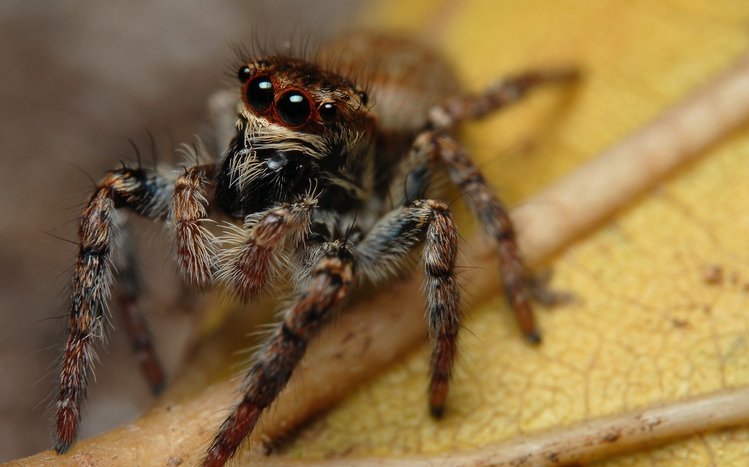 Spider Theme screenshot #1