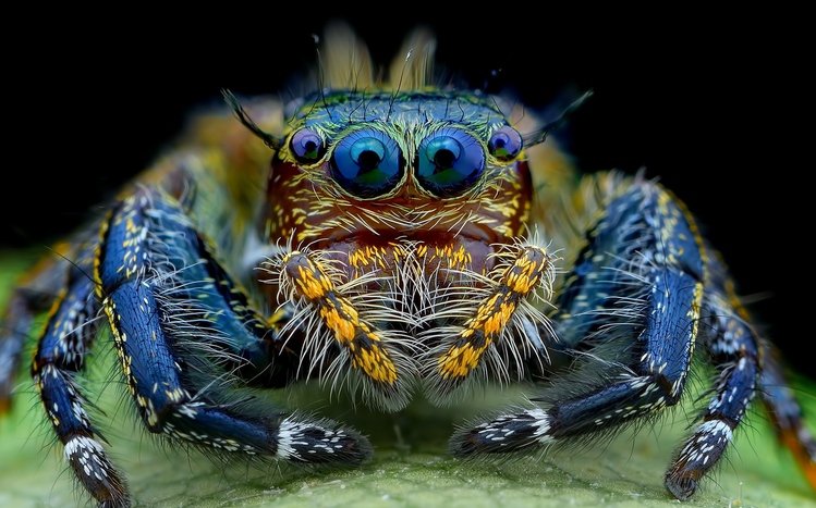 Spider Theme screenshot #15