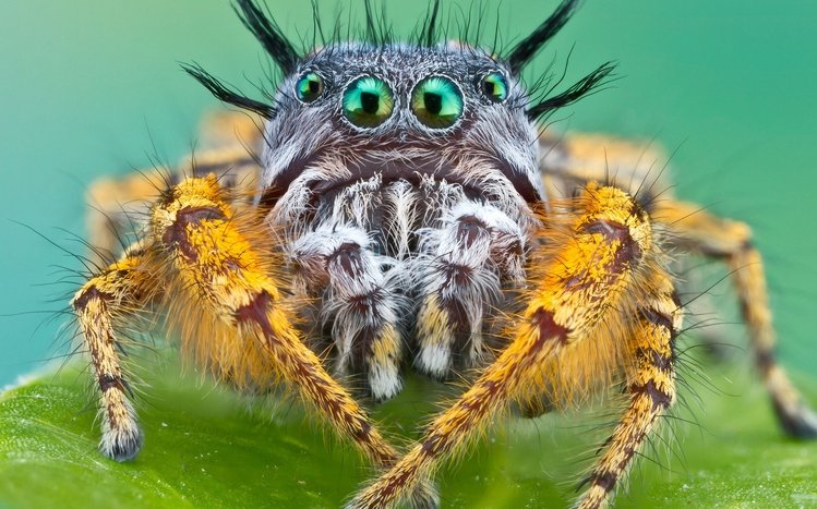 Spider Theme screenshot #3