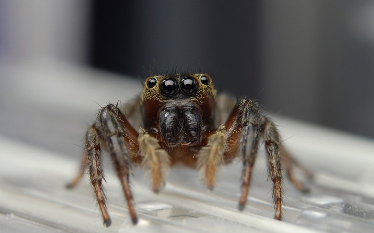 Spider Theme screenshot #2