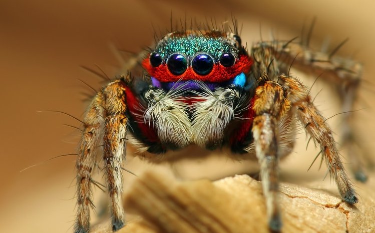 Spider Theme screenshot #7