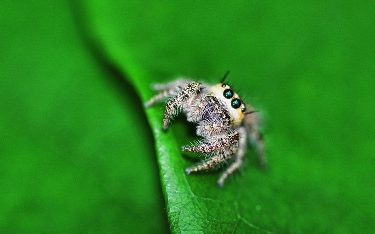 Spider Theme screenshot #8