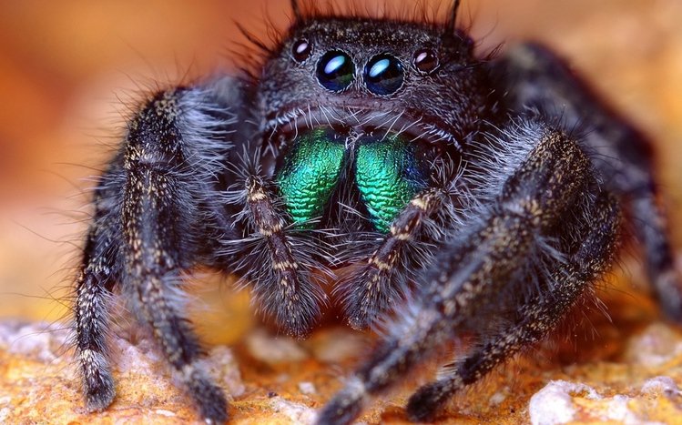 Spider Theme screenshot #9