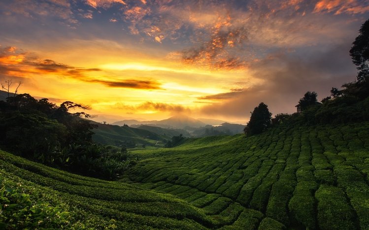 Tea Plantation  Theme screenshot #12