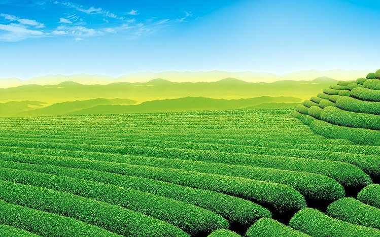 Tea Plantation  Theme screenshot #3