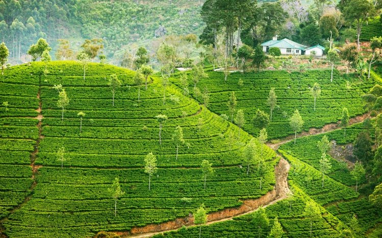 Tea Plantation Windows 11/10 Theme - themepack.me