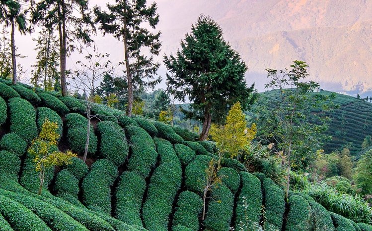 Tea Plantation  Theme screenshot #8