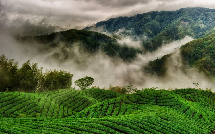 Tea Plantation  Theme screenshot #6