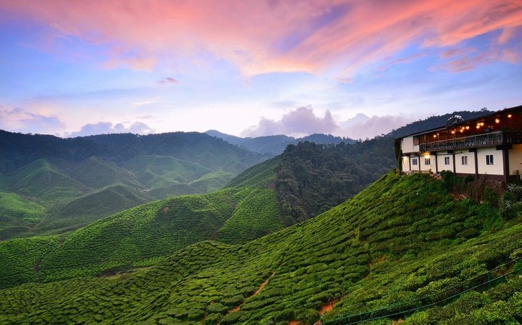 Tea Plantation  Theme screenshot #7