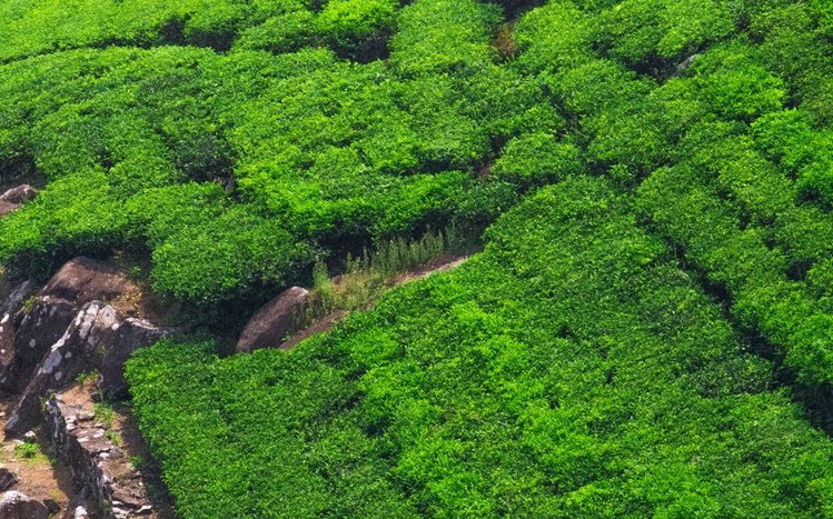 Tea Plantation  Theme screenshot #15