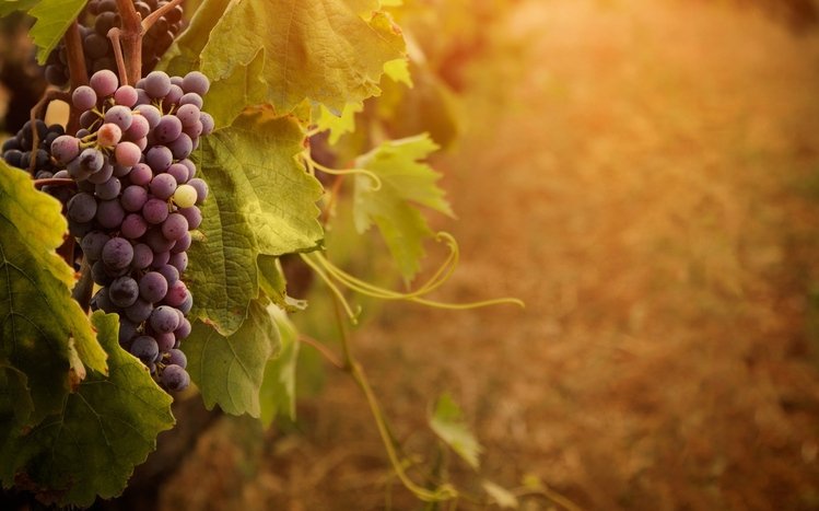 Grapes Theme screenshot #3