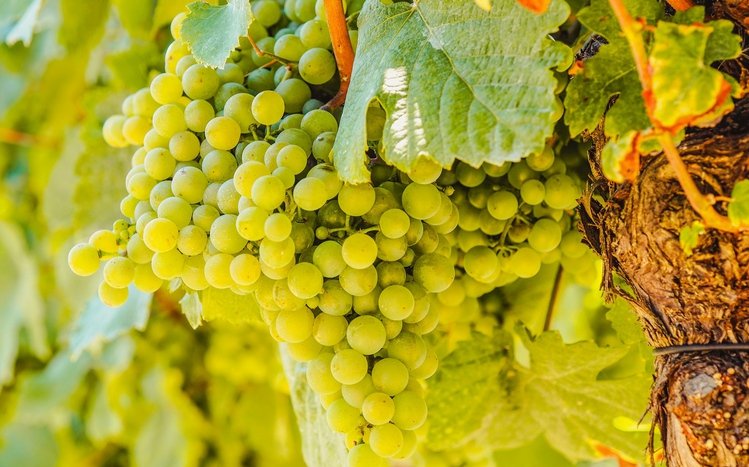 Grapes Theme screenshot #12