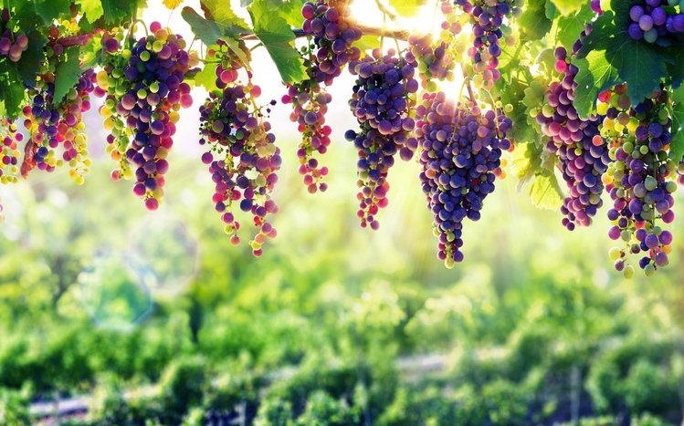 Grapes Theme screenshot #11