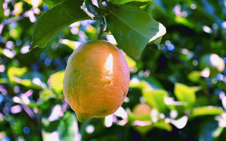 Lemon Theme screenshot #14