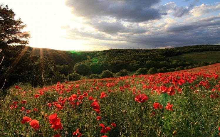 Poppy Theme screenshot #16