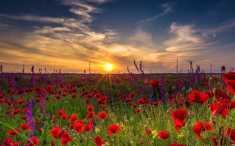 Poppy Theme screenshot #14