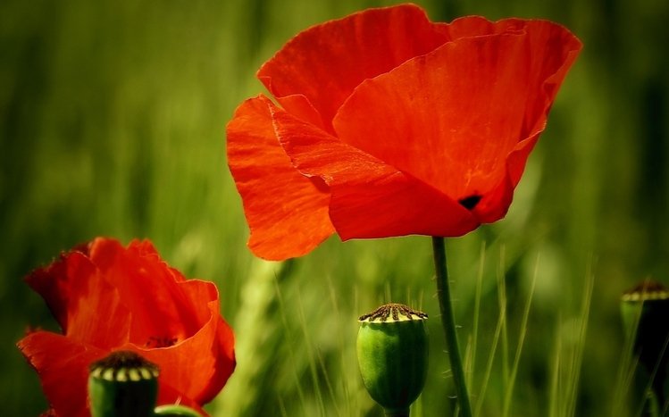 Poppy Theme screenshot #12