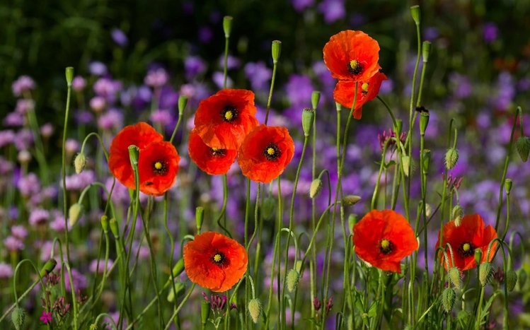 Poppy Theme screenshot #7