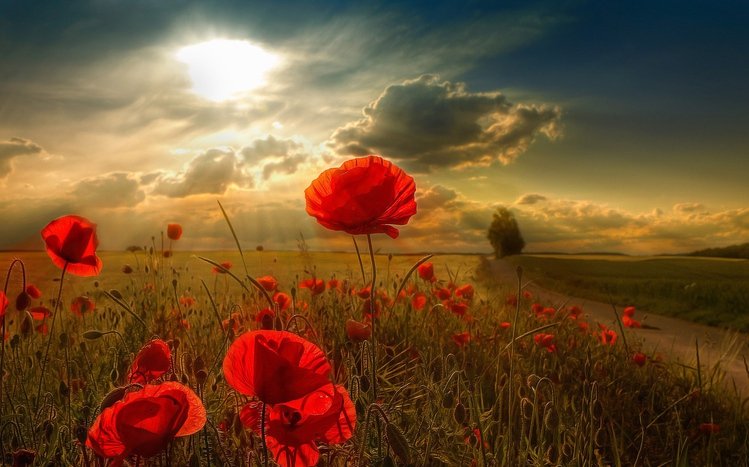 Poppy Theme screenshot #3