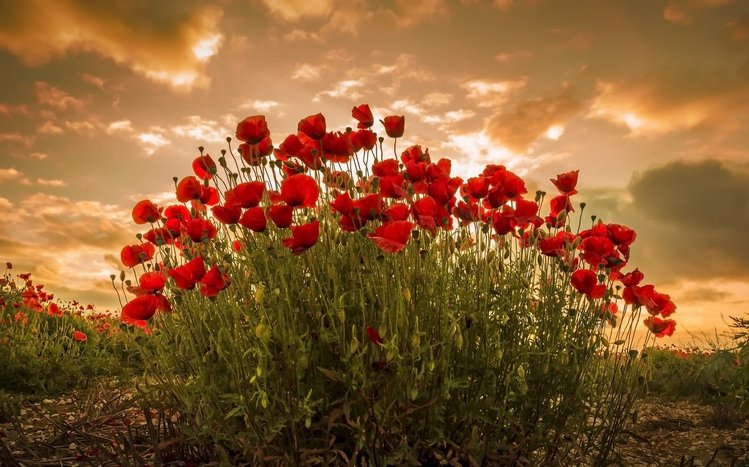 Poppy Theme screenshot #13