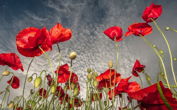 Poppy Theme screenshot #4