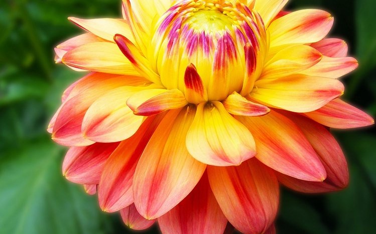 Dahlia Theme screenshot #6