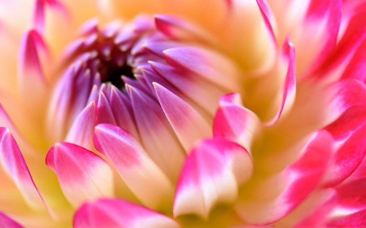 Dahlia Theme screenshot #7