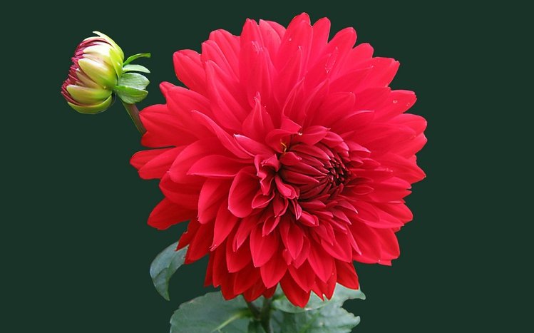 Dahlia Theme screenshot #13