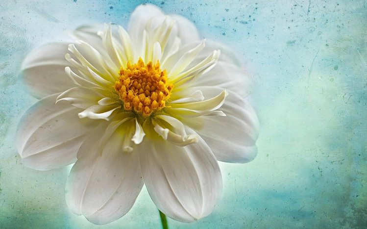 Dahlia Theme screenshot #4