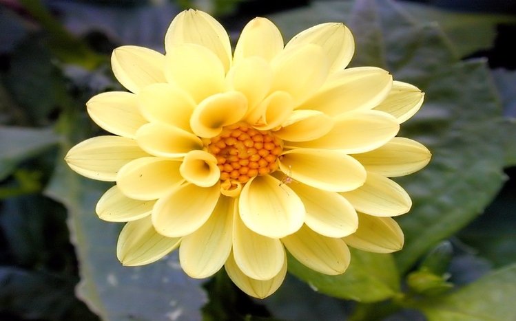 Dahlia Theme screenshot #1