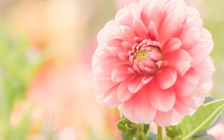 Dahlia Theme screenshot #11