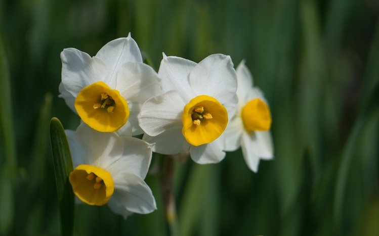 Daffodil Theme screenshot #6