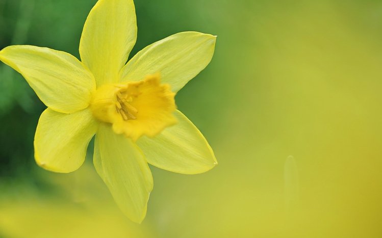 Daffodil for Android, pretty daffodil HD wallpaper | Pxfuel