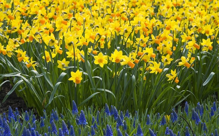 Daffodil Theme screenshot #3