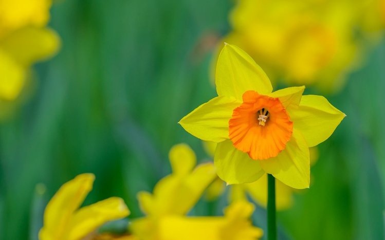 Daffodil Theme screenshot #13