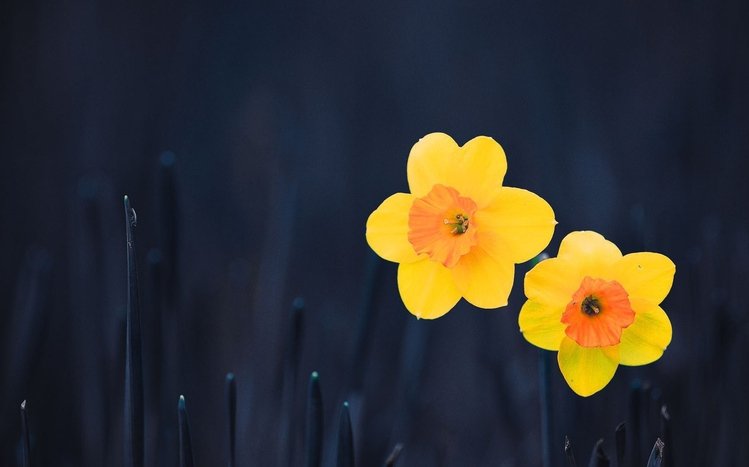 Daffodil Theme screenshot #8