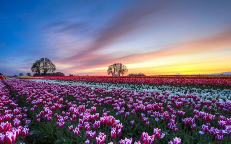 Tulip Theme screenshot #12