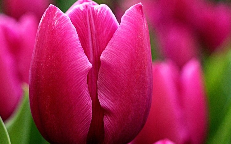 Tulip Theme screenshot #20