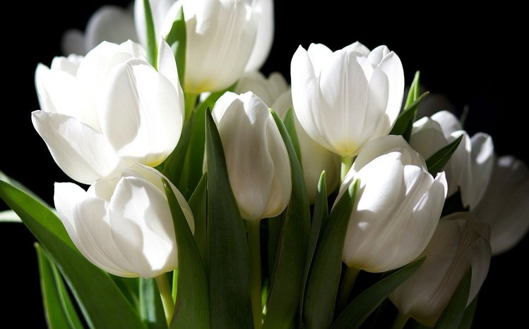 Tulip Theme screenshot #6