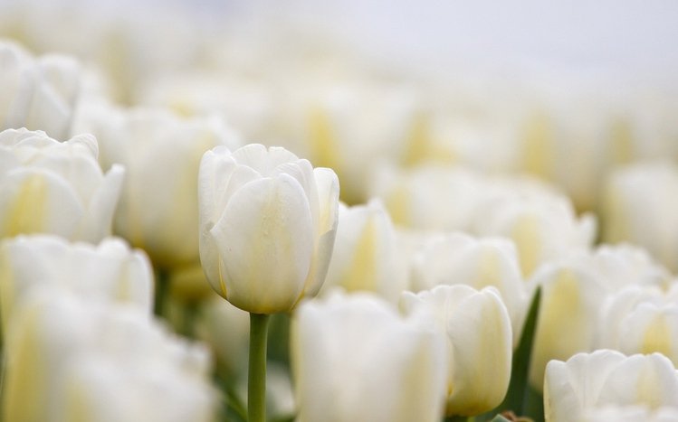 Tulip Theme screenshot #11