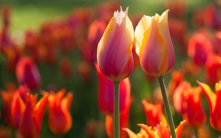 Tulip Theme screenshot #5