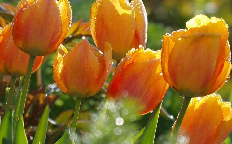 Tulip Theme screenshot #9