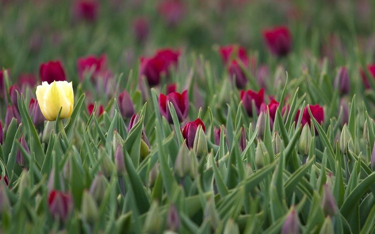 Tulip Theme screenshot #13