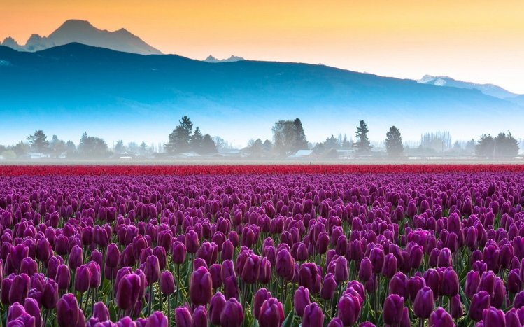 Tulip Theme screenshot #19