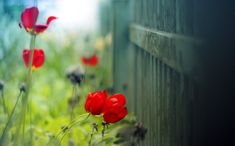 Tulip Theme screenshot #15