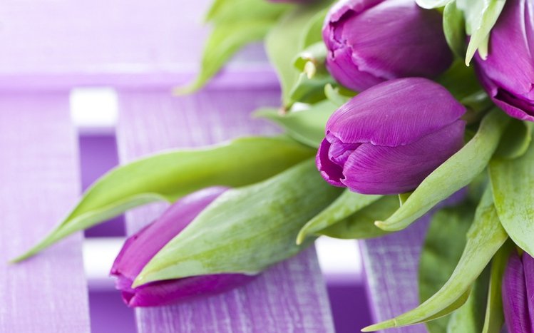 Tulip Theme screenshot #17