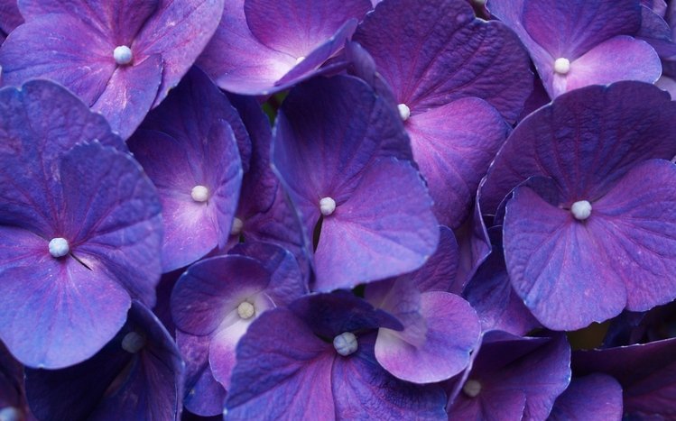 Hydrangea Theme screenshot #12