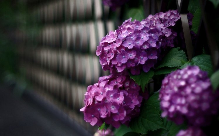 Hydrangea Theme screenshot #4